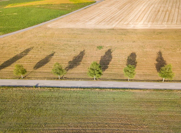Aerial View Road Trees — Stock Photo, Image