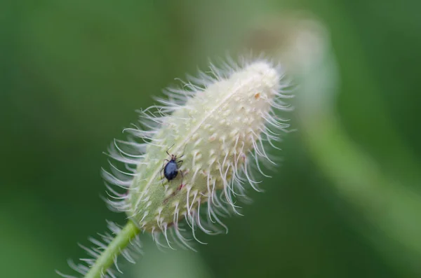 Closed Head Poppy Flower Blooming Small Insect Plant — Stock Photo, Image