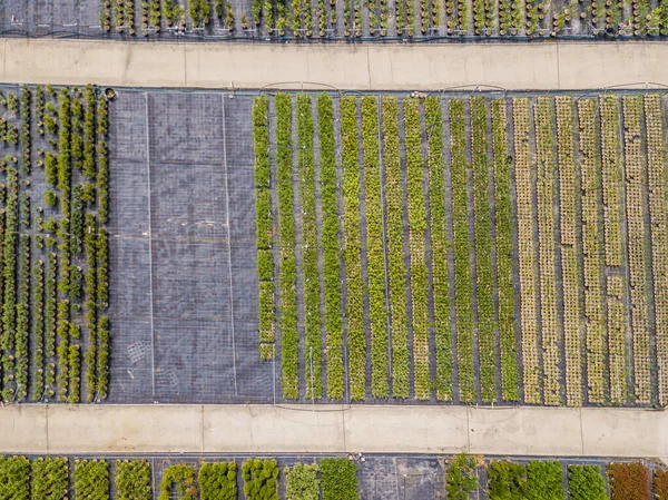 Luftaufnahme Von Reihen Kultivierter Jungpflanzen Der Gärtnerei — Stockfoto