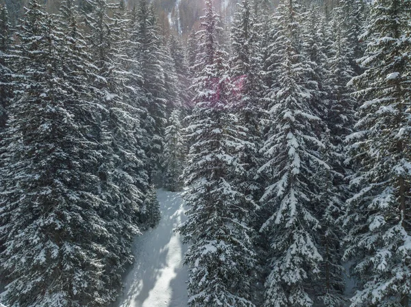 Vista Aérea Vale Remoto Alpes Suíços Com Abetos Cobertos Neve — Fotografia de Stock