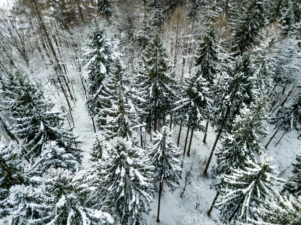 Letecký Pohled Jedle Sněhem Pokryté Zimní Krajině — Stock fotografie
