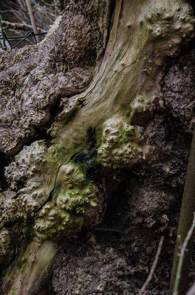 Tronc Arbre Aux Formes Étranges — Photo