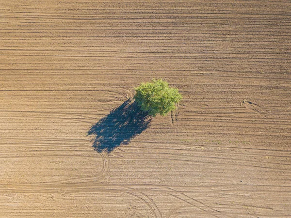 Vista Aérea Árvore Verde Isolada Campo Sujeira — Fotografia de Stock