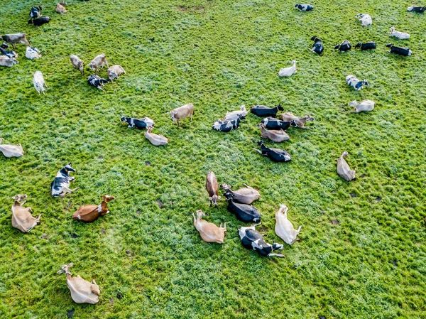 Pemandangan Udara Kawanan Ternak Padang Rumput Hijau Swiss — Stok Foto