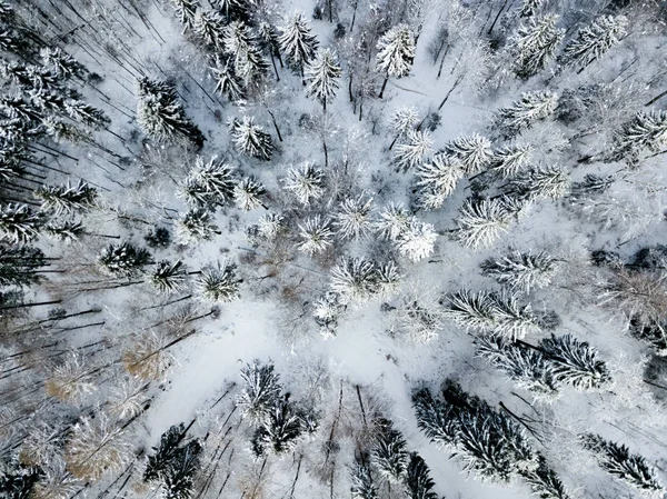 Flygfoto Granar Snötäckt Vinterlandskap — Stockfoto