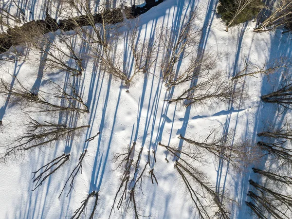 Aerial View Trees Leaves Winter Time — 스톡 사진