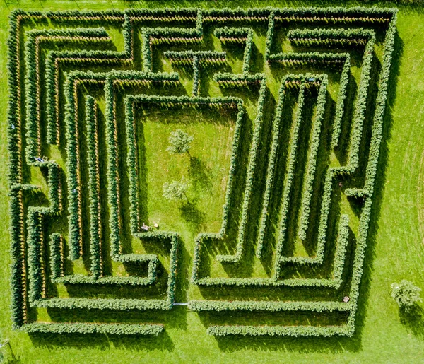 Green bushes  labyrinth, hedge maze