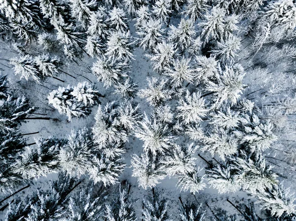 Aerial view of fir trees in snow covered winter landscape