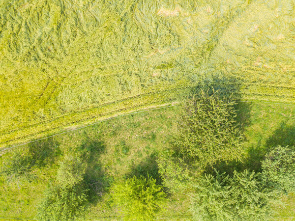 Aerial view of trees on green meadow