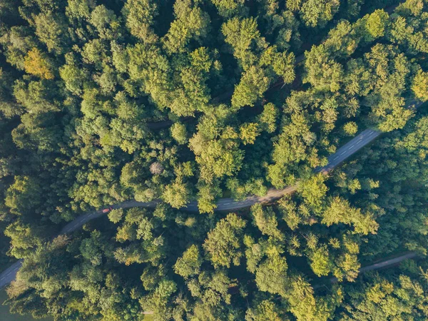 Vedere Aeriană Drumului Prin Pădure Elveția — Fotografie, imagine de stoc