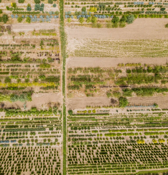 Vista Aérea Hileras Plantas Jóvenes Cultivadas Vivero Plantas — Foto de Stock