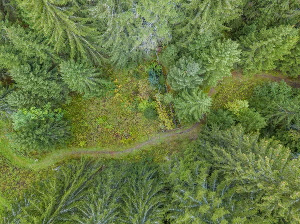 Letecký Pohled Pěšinu Lese — Stock fotografie