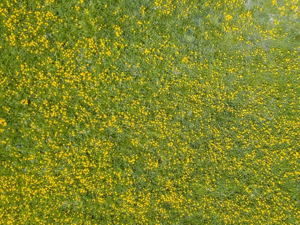 Vista Aérea Campo Dente Leão Flores Florescendo — Fotografia de Stock