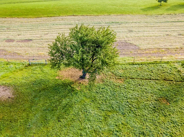 Aerial View Isolated Tree Rural Landscape — 스톡 사진