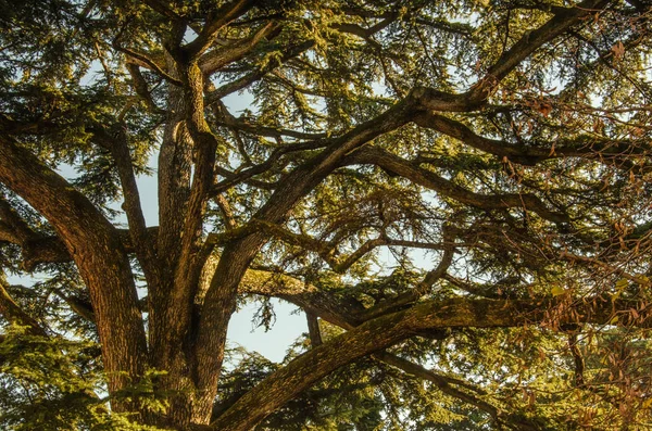 Ağaçtaki Ağaç Dalları Arasından Bak — Stok fotoğraf