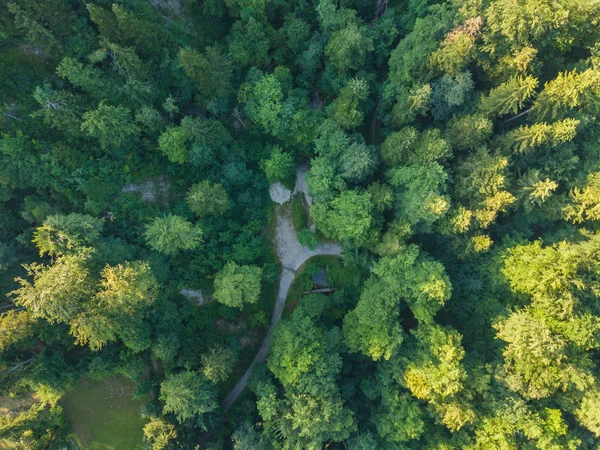 Widok Lotu Ptaka Zielony Las Świetle Wieczoru — Zdjęcie stockowe