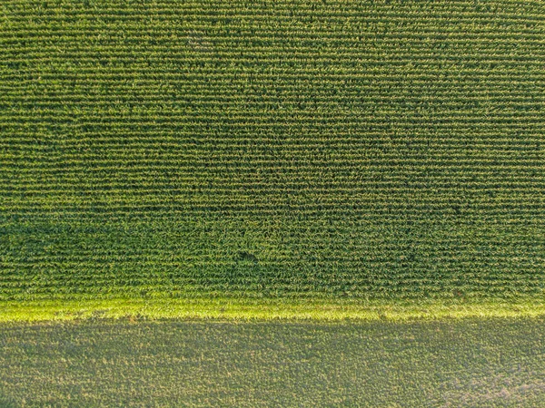 Вид Воздуха Кукурузное Поле — стоковое фото