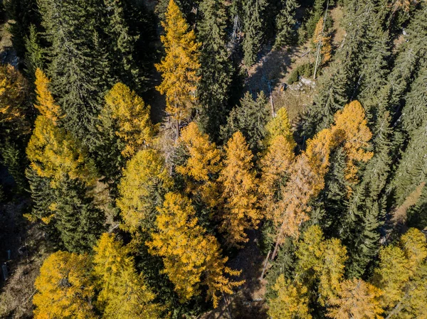 Vista Aérea Árvores Amarelas Outono — Fotografia de Stock