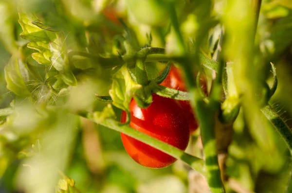 Tomates Rojos Maduros Planta Listos Para Cosecha — Foto de Stock