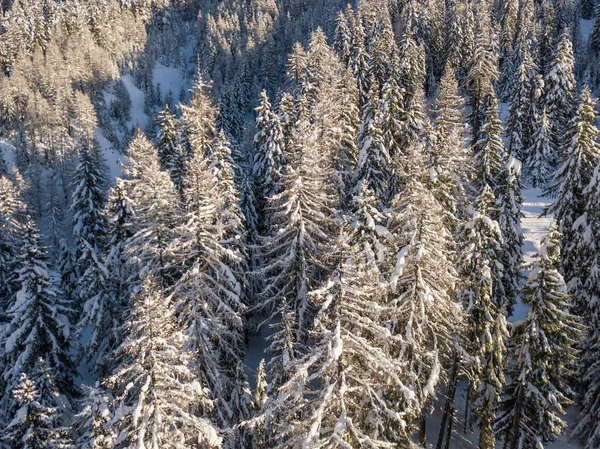 Flygfoto Snötäckta Granar — Stockfoto