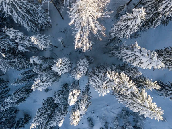 Vista Aérea Abetos Cobertos Neve — Fotografia de Stock