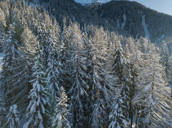 Pemandangan Udara Dari Pohon Cemara Yang Tertutup Salju — Stok Foto