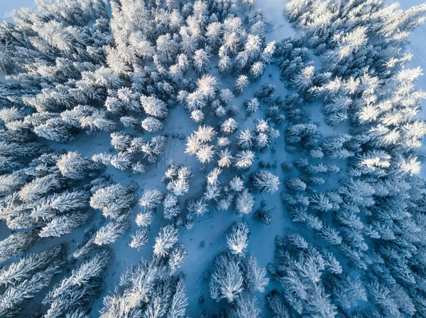 Vista Aérea Abetos Cobertos Neve — Fotografia de Stock