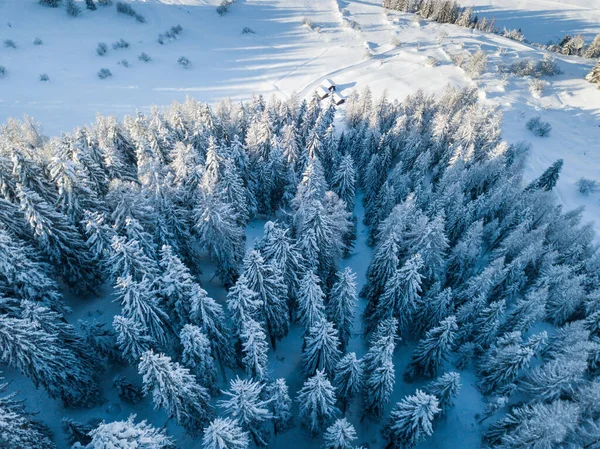 Flygfoto Snötäckta Granar — Stockfoto