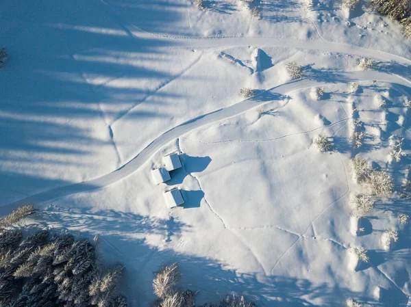 Vista Aérea Abetos Cobertos Neve — Fotografia de Stock