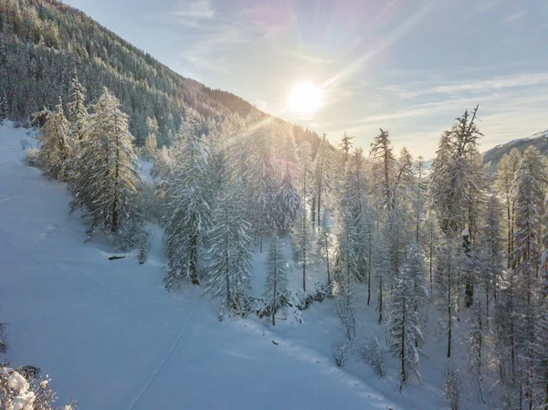Vista Aérea Abetos Cobertos Neve — Fotos gratuitas