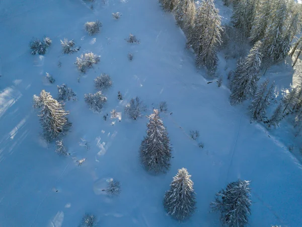 Flygfoto Snötäckta Granar — Stockfoto