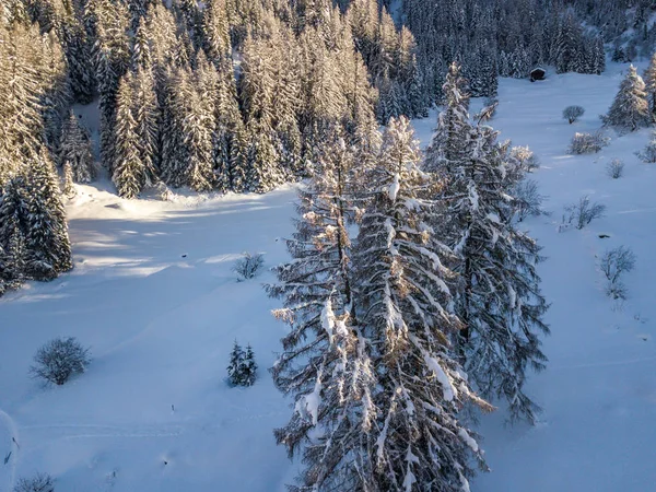 Flygfoto Snötäckta Granar — Stockfoto