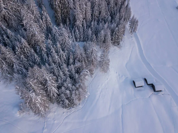 Flygfoto Snötäckta Granar — Stockfoto