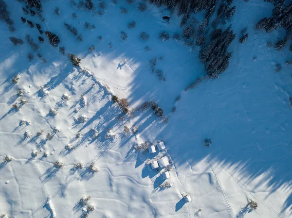 Vista Aérea Abetos Cubiertos Nieve — Foto de Stock