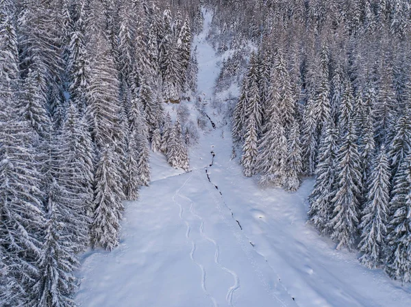 Flygfoto Snötäckta Granar — Stockfoto