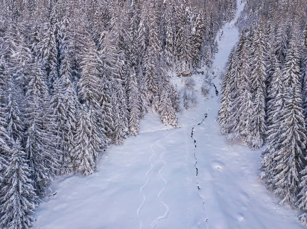 Flygfoto Snötäckta Granar — Stockfoto