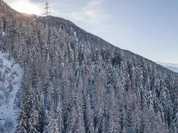 Flygfoto Snötäckta Granar — Stockfoto