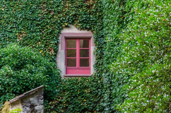 Finestra Con Cornice Rossa Parete Ricoperta Edera Edera Densamente Coltivata — Foto Stock