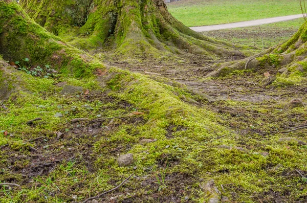 Large Roots Tree Trunks Covered Moss Forest — Stock Photo, Image