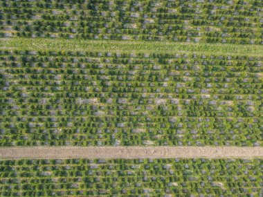 Avrupa 'daki tarım alanının genel görünümü.