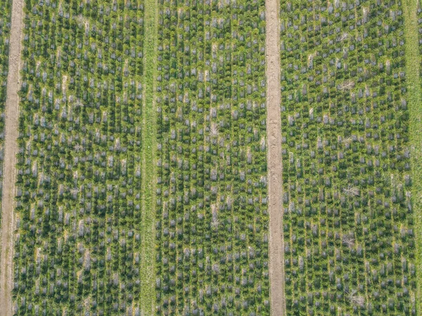 Overhead view of agricultural field in Europe.