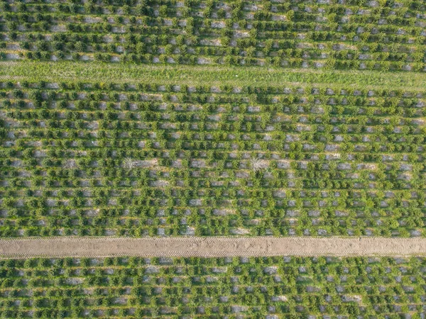 Veduta Generale Del Settore Agricolo Europa — Foto Stock