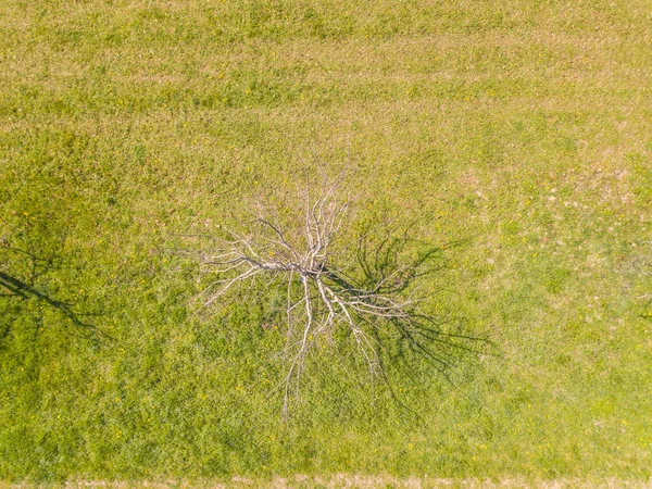 Vista Aérea Árvore Florescente Isolada Prado Verde Com Bela Sombra — Fotografia de Stock