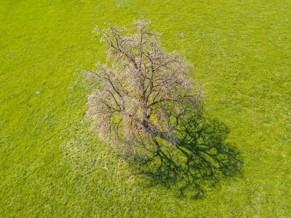 在绿茵的草地上 空中俯瞰着孤零零的盛开的树木 有着美丽的影子 枝条上的白花 — 图库照片