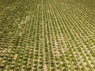 Noel ağaçlarının tarladaki hava manzarası. Satır sıra büyüyen ağaçlar.