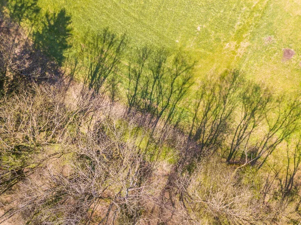 Güneşli Bahar Gününde Dalları Çıplak Ağaçların Gölgesinin Havadan Görünüşü — Stok fotoğraf