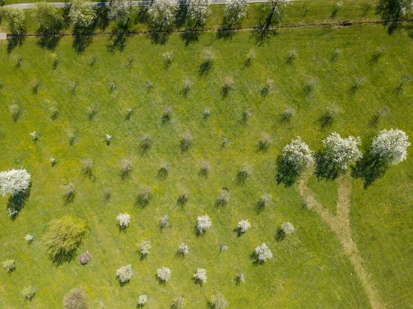 Vista Aérea Plantación Manzanos Flor Primavera Vista Aérea Del Huerto —  Fotos de Stock