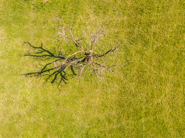 Vista Aérea Sombra Del Árbol Con Ramas Desnudas Soleado Día —  Fotos de Stock