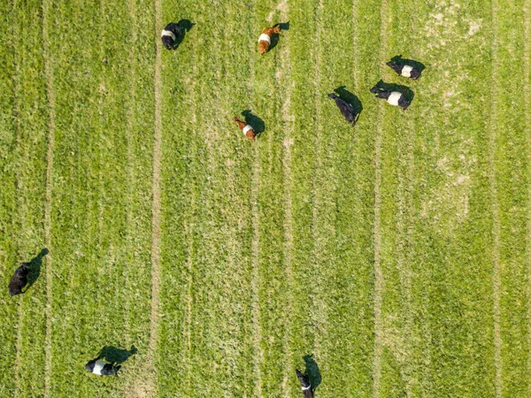 Flygfoto Flock Betande Kor Grön Betesmark Begreppet Djuruppfödning Med Kopieringsutrymme — Stockfoto