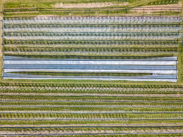 Letecký Pohled Řádky Plodin Švýcarsku — Stock fotografie